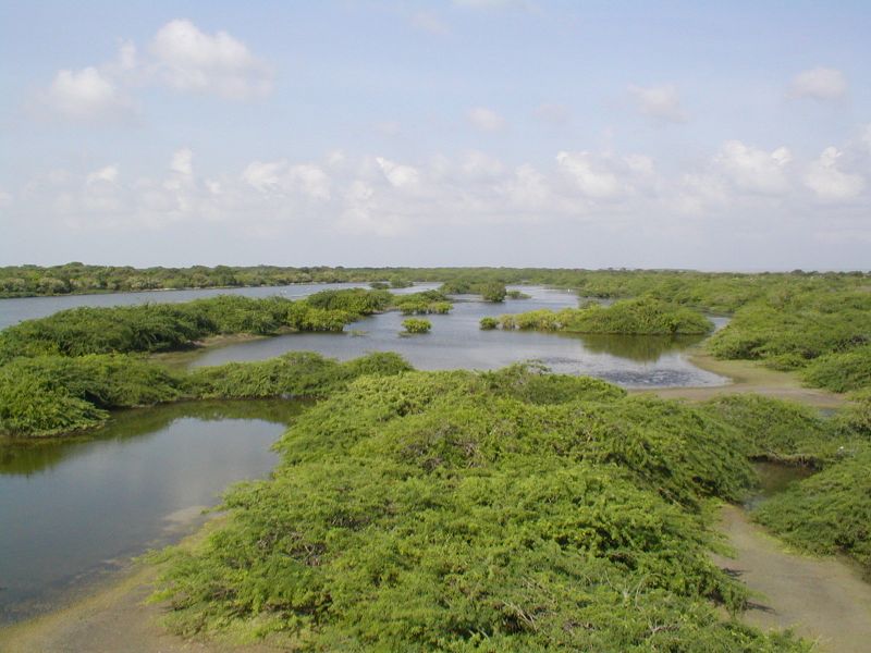  Acasia and mangrove at Point 
		Calimere Forest Reserve 